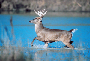 deer in a lake