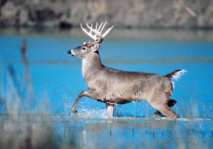 deer in a lake